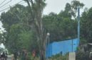 Di Saat Kota Medan Kekurangan RTH dan Menuju Go Green, Pemko Medan Kemana? Saat Terjadi Penebangan Pohon Secara Massif Di Sei Asahan (Dok-Foto)