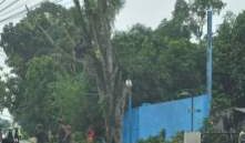 Di Saat Kota Medan Kekurangan RTH dan Menuju Go Green, Pemko Medan Kemana? Saat Terjadi Penebangan Pohon Secara Massif Di Sei Asahan (Dok-Foto)