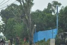 Di Saat Kota Medan Kekurangan RTH dan Menuju Go Green, Pemko Medan Kemana? Saat Terjadi Penebangan Pohon Secara Massif Di Sei Asahan (Dok-Foto)