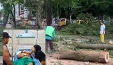 Di Duga Abai K3, Dewan K3 dan Disnaker Sumut Di Minta Periksa DLH Binjai Terkait Kecelakaan Kerja Penebang Pohon (Dok-Foto)