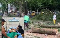 Di Duga Abai K3, Dewan K3 dan Disnaker Sumut Di Minta Periksa DLH Binjai Terkait Kecelakaan Kerja Penebang Pohon (Dok-Foto)