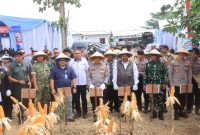 Panen Raya Jagung Serentak Kuartal II Tahun 2026 yang digelar di kawasan PT Uniteda Arkato, ( Dok - Foto ).
