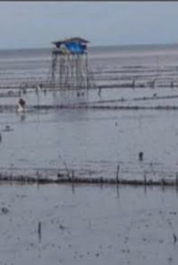 Legalitas Budidaya Kerang Dara Tambak Di Asahan Patut Dipertanyakan