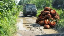 Pasalnya, jalan tersebut merupakan satu-satunya akses untuk mobilitas penjualan hasil pertanian dan perkebunan di wilayah tersebut (Dok-Poto)
