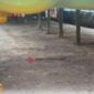 Mediasi Kandang Ayam di Nagrak Capai Kesepahaman, Pemilik Siap Patuhi Keputusan Pemerintah.(Dok - Foto)