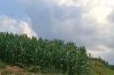 Tanaman jagung tampak sudah berdiri di sebahagian kawasan HGU AFD 9 PTPN 4 Kebun Air Batu (fhoto.dok)