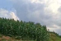 Tanaman jagung tampak sudah berdiri di sebahagian kawasan HGU AFD 9 PTPN 4 Kebun Air Batu (fhoto.dok)