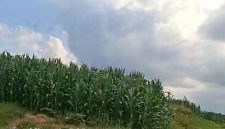 Tanaman jagung tampak sudah berdiri di sebahagian kawasan HGU AFD 9 PTPN 4 Kebun Air Batu (fhoto.dok)