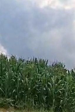 Legalitas Tanaman Jagung Di Sebahagian Kawasan HGU AFD 9 PTPN 4 Kebun Air Batu Dipertanyakan