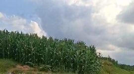 Tanaman jagung tampak sudah berdiri di sebahagian kawasan HGU AFD 9 PTPN 4 Kebun Air Batu (fhoto.dok)