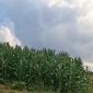Tanaman jagung tampak sudah berdiri di sebahagian kawasan HGU AFD 9 PTPN 4 Kebun Air Batu (fhoto.dok)