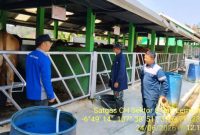 Pendataan hewan ternak sapi di Balai Inseminasi Buatan (BIB) Lembang, ( Dok - Foto )