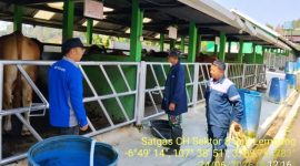 Pendataan hewan ternak sapi di Balai Inseminasi Buatan (BIB) Lembang, ( Dok - Foto )