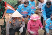 Kapolres Cimahi dalam penanaman bawang putih, ( Dok - Foto)