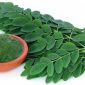 Daun kelor memiliki bentuk kecil-kecil, lonjong, dan tersusun rapi seperti bulu ayam, dengan warna hijau yang segar. Selain daunnya, pohon kelor juga memiliki bunga berwarna putih dan buah berbentuk panjang seperti tongkat, yang sering disebut 