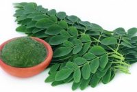 Daun kelor (Moringa oleifera) sering dijuluki sebagai "Miracle Tree" atau pohon ajaib.(Dok-Foto)