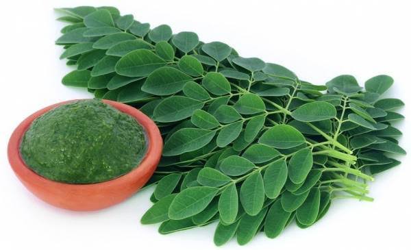 Daun kelor (Moringa oleifera) sering dijuluki sebagai "Miracle Tree" atau pohon ajaib.(Dok-Foto)